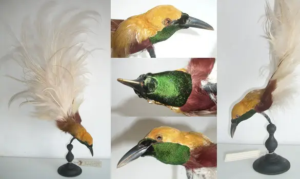 Paradisier - 1880 env.