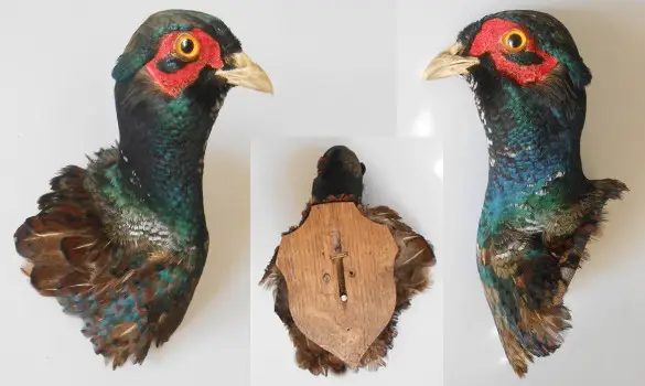 Faisan versicolore - 1980 env.