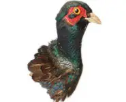 Faisan versicolore - 1980 env.