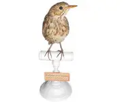 Pipit farlouse - 1880 env.