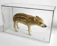 Marcassin - 1980 env.