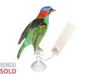 Calliste à tête bleue - 1880 env.