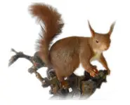 Ecureuil roux - 1975 env.