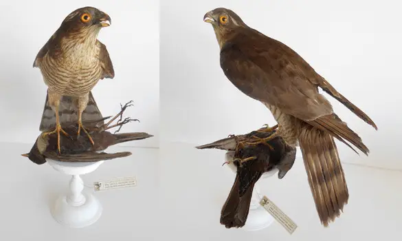 Epervier d'Europe - 1880