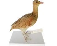 Râle des genêts - 1880