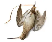 Bécassine - 1980 env.