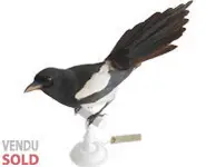 Pie bavarde - 1880 env.