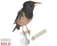 Etourneau roselin - 1970 env.