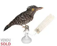 Batara rayé - 1860 env.