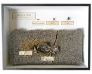 Evolution de la mouche