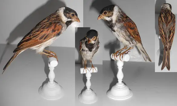 Bruant des roseaux - 1910 env.