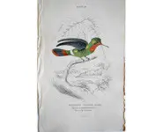 Colibri 2 - 1840 env.