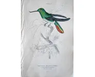 Colibri 3 - 1840 env.