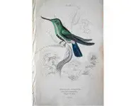 Colibri 4 - 1840 env.