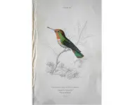 Colibri 5 - 1840 env.