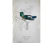 Colibri 6 - 1840 env.