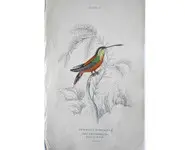 Colibri 6 - 1840 env.