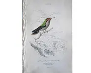 Colibri 8 - 1840 env.