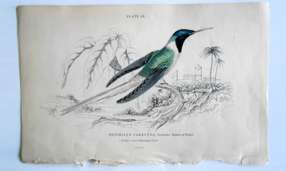 Colibri 9 - 1840 env.
