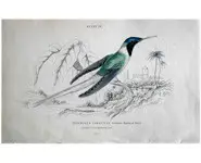 Colibri 9 - 1840 env.