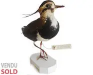 Vanneau huppé - 1910 env.