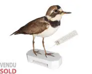 Petit gravelot - 1910 env.