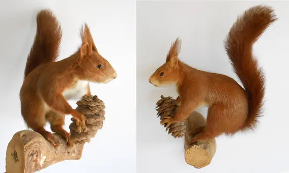 Ecureuil roux - 1970 env.