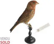 Roselin rose - 1900 env.