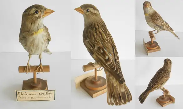 Moineau soulcie - 1900 env.