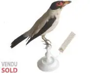 Tityre gris - 1860 env.