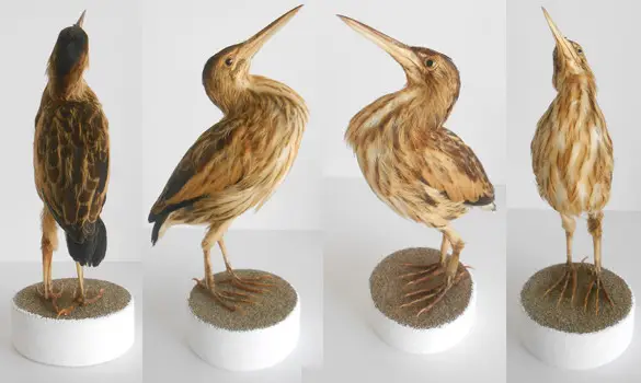 Blongios main - 1950 env.