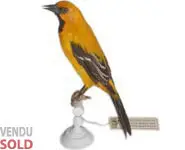 Oriole jaune - 1860 env.