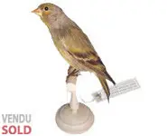 Venturon montagnard - 1866