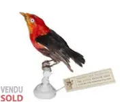 Manakin auréole - 1880 env.