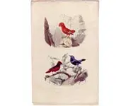 Coq de roche - E. TRAVIÈS - 1850