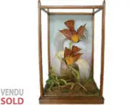 Paradisiers - 1860 env.