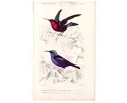 Colibri - E. TRAVIÈS - 1850