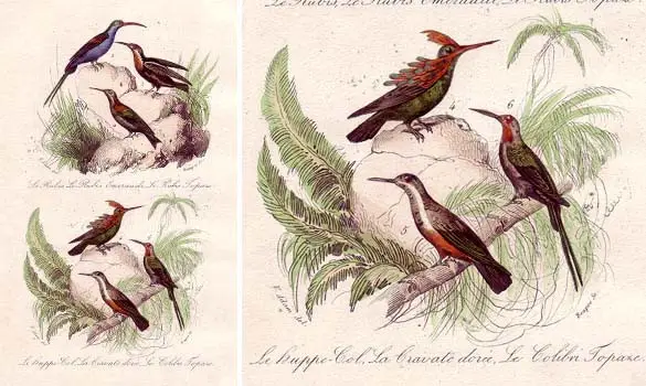 Colibris - V. ADAM - 1840
