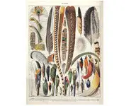 Plumes 1 - Larousse - 1939