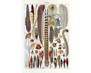 Plumes 2 - Larousse - 1949