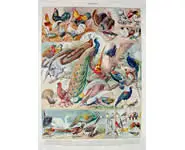 Oiseaux 5 - Larousse - 1939
