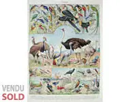 Oiseaux 4 - Larousse - 1939