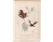 Colibris - Non signé - 1850