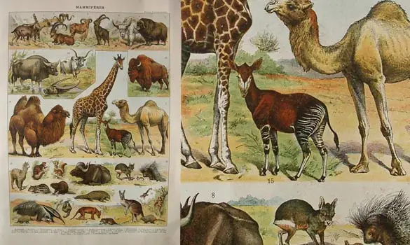 Mammif. 1 - Larousse - 1930