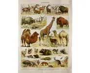 Mammif. 1 - Larousse - 1930