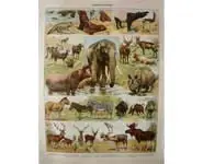 Mammif. 2 - Larousse - 1930