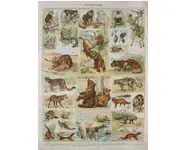 Mammif. 3 - Larousse - 1930