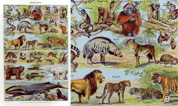 Mammif. 5 - Larousse - 1949