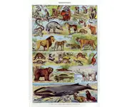 Mammif. 5 - Larousse - 1949