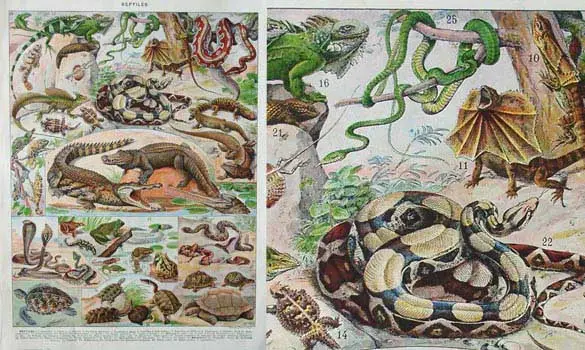 Reptiles 2 - Larousse - 1939